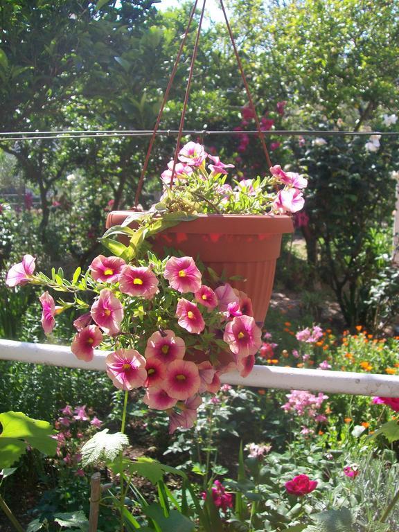Apartments And Rooms Lijesevic Budva Ngoại thất bức ảnh